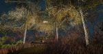 Golden monarch birch leaves in autumn, lantern glowing in a magical grove, virtual scene in Cats Hollow, Second Life.