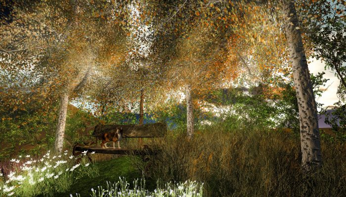 Summer Birch Grove – Second Life Virtual Fairytale Birch trees in summer, golden evening light shining through dense green leaves, Second Life scene with cat on a bench.